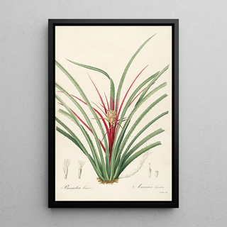 Pierre Joseph Redout - Les liliacees Pl36.webp