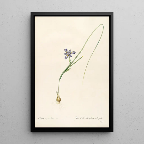 Les Liliacées Pl37 - Pierre Joseph Redouté — quadro incorniciato alla parete