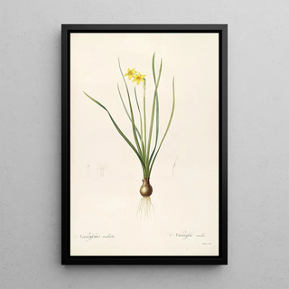 Pierre Joseph Redout - Les liliacees Pl38.webp