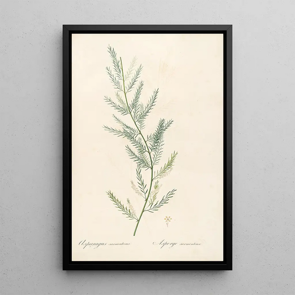 Les Liliacées Pl39 - Pierre Joseph Redouté — quadro incorniciato alla parete