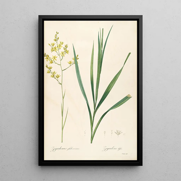 Les Liliacées Pl40 - Pierre Joseph Redouté — quadro incorniciato alla parete
