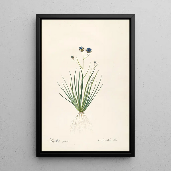 Les Liliacées Pl41 - Pierre Joseph Redouté — quadro incorniciato alla parete