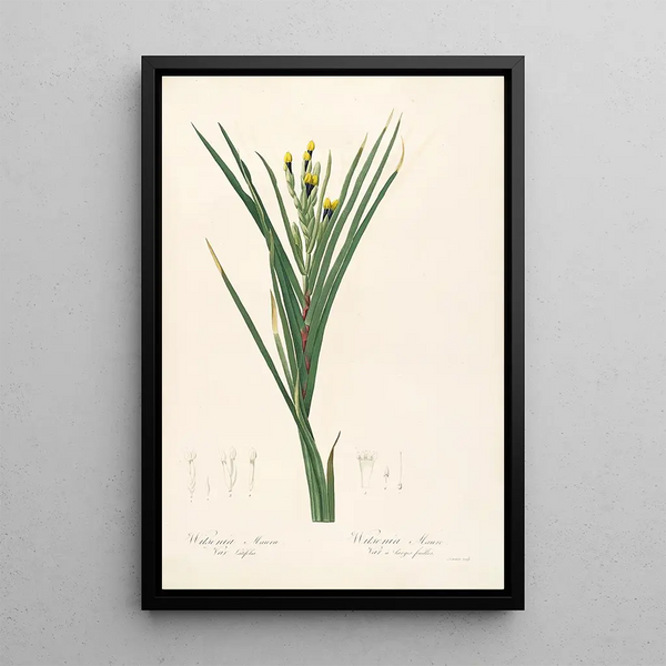 Les Liliacées Pl42 - Pierre Joseph Redouté — quadro incorniciato alla parete