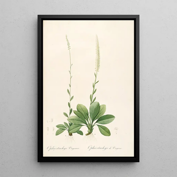 Les Liliacées Pl43 - Pierre Joseph Redouté — quadro incorniciato alla parete