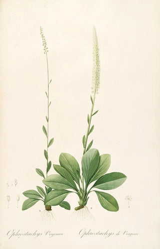 Pierre Joseph Redout - Les liliacees Pl43.webp