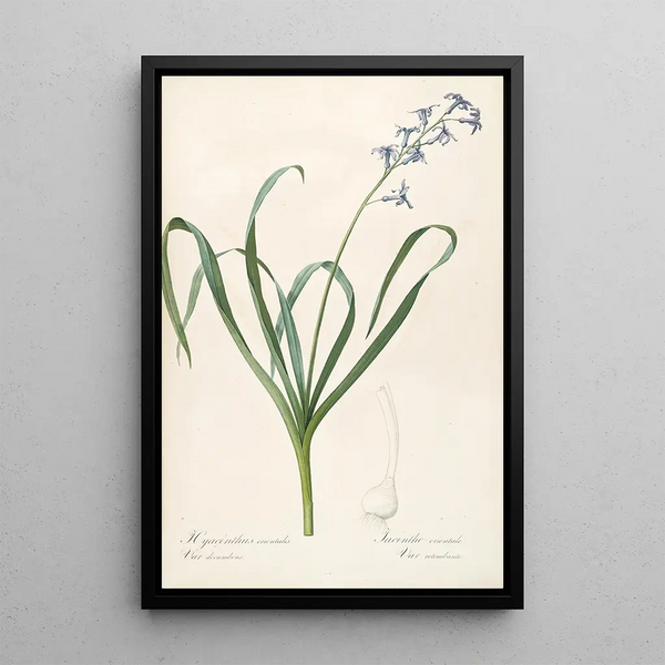 Les Liliacées Pl44 - Pierre Joseph Redouté — quadro incorniciato alla parete