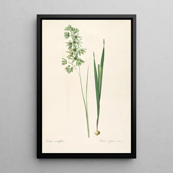 Les Liliacées Pl45 - Pierre Joseph Redouté — quadro incorniciato alla parete