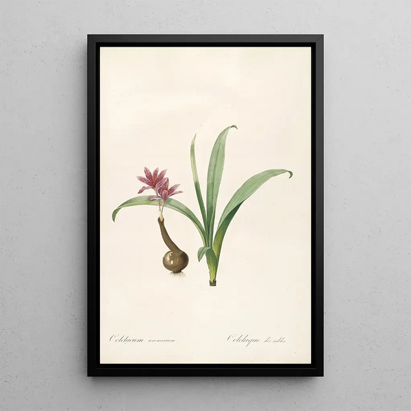 Les Liliacées Pl46 - Pierre Joseph Redouté — quadro incorniciato alla parete