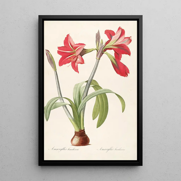 Les Liliacées Pl48 - Pierre Joseph Redouté — quadro incorniciato alla parete