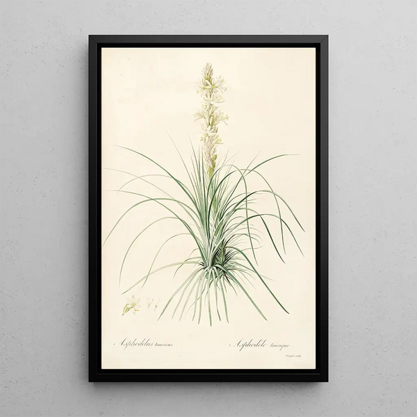 Les Liliacées Pl49 - Pierre Joseph Redouté — quadro incorniciato alla parete