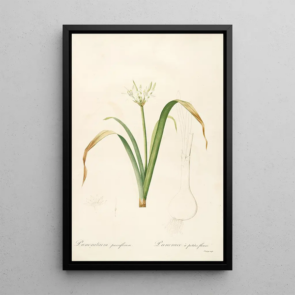 Les Liliacées Pl50 - Pierre Joseph Redouté — quadro incorniciato alla parete