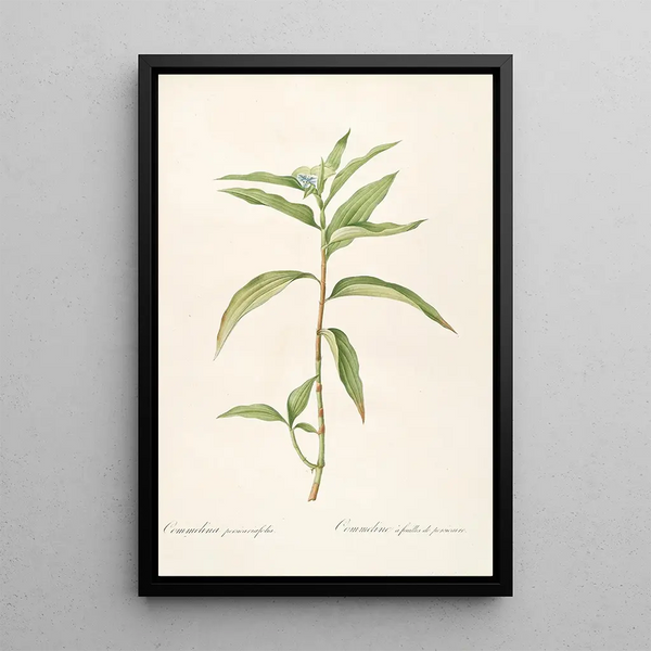 Les Liliacées Pl51 - Pierre Joseph Redouté — quadro incorniciato alla parete