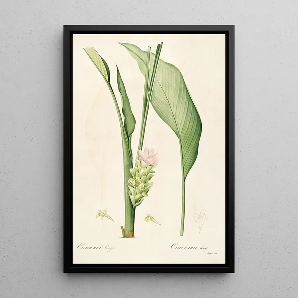 Les Liliacées Pl52 - Pierre Joseph Redouté — quadro incorniciato alla parete