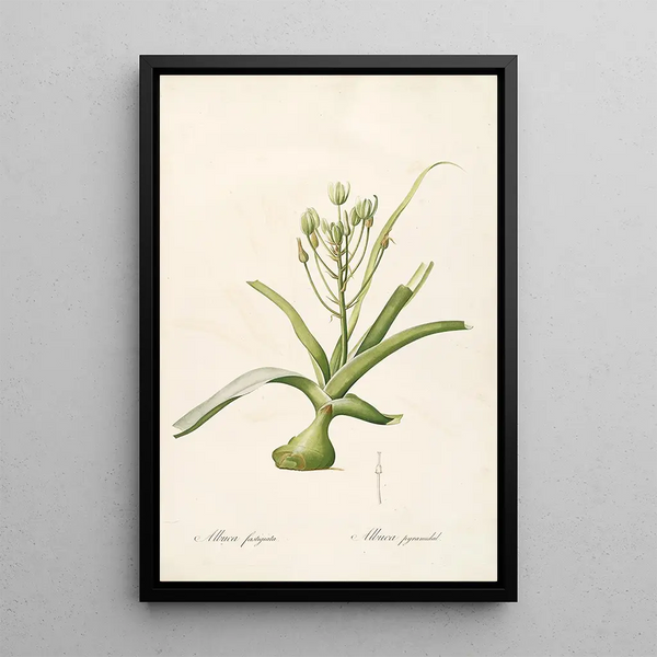 Les Liliacées Pl53 - Pierre Joseph Redouté — quadro incorniciato alla parete