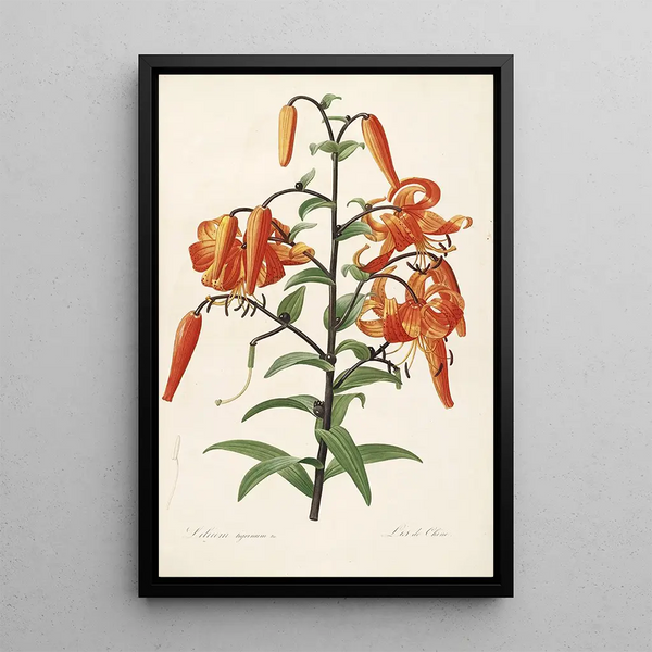 Les Liliacées Pl54 - Pierre Joseph Redouté — quadro incorniciato alla parete
