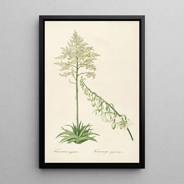 Les Liliacées Pl55 - Pierre Joseph Redouté — quadro incorniciato alla parete
