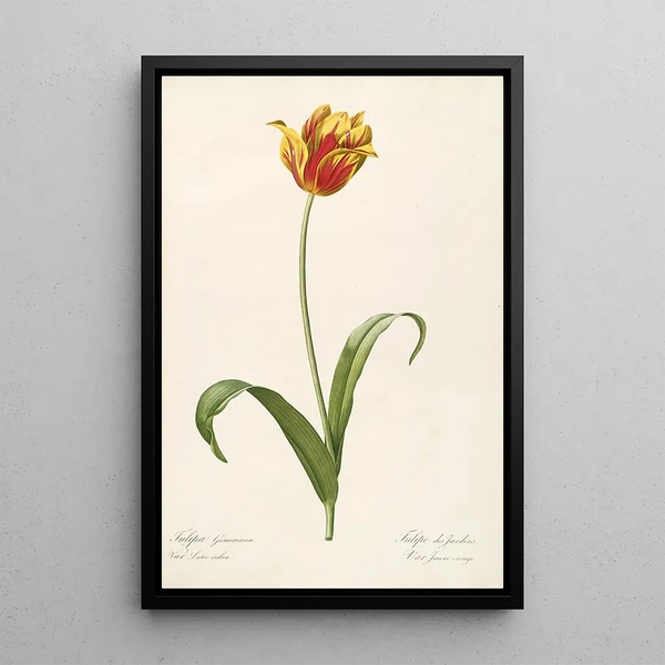 Les Liliacées Pl56 - Pierre Joseph Redouté — quadro incorniciato alla parete
