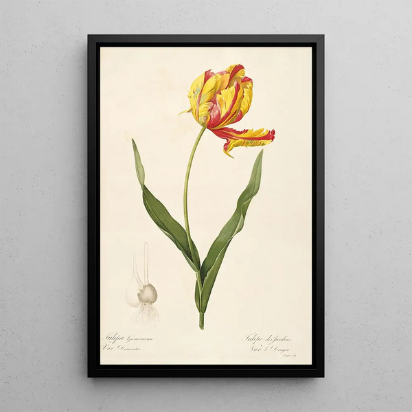 Les Liliacées Pl57 - Pierre Joseph Redouté — quadro incorniciato alla parete