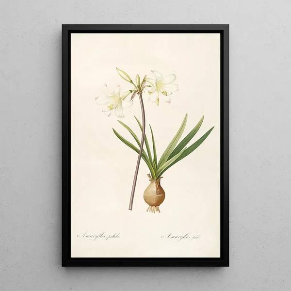 Les Liliacées Pl58 - Pierre Joseph Redouté — quadro incorniciato alla parete