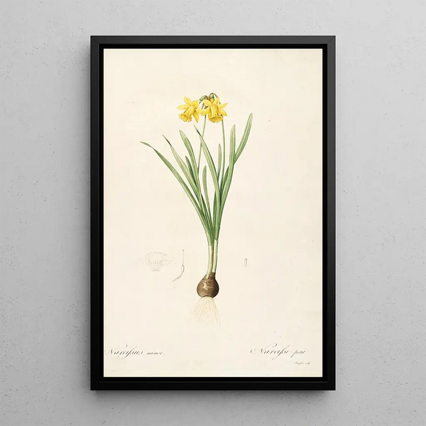 Les Liliacées Pl59 - Pierre Joseph Redouté — quadro incorniciato alla parete
