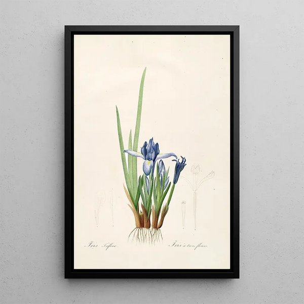 Les Liliacées Pl60 - Pierre Joseph Redouté — quadro incorniciato alla parete