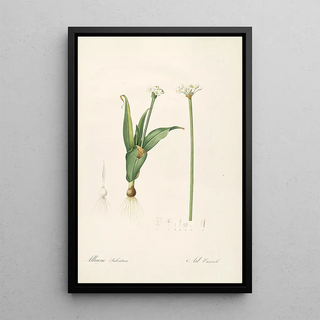 Pierre Joseph Redout - Les liliacees Pl61.webp