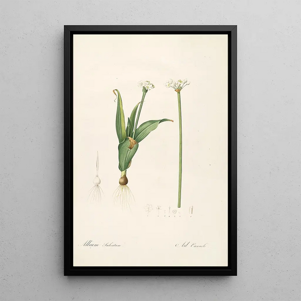 Les Liliacées Pl61 - Pierre Joseph Redouté — quadro incorniciato alla parete