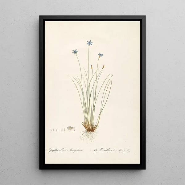 Les Liliacées Pl62 - Pierre Joseph Redouté — quadro incorniciato alla parete