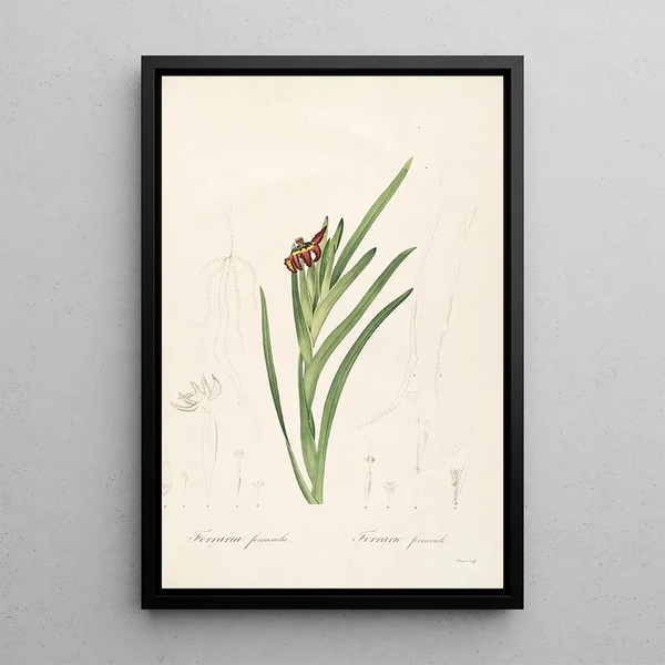 Les Liliacées Pl63 - Pierre Joseph Redouté — quadro incorniciato alla parete