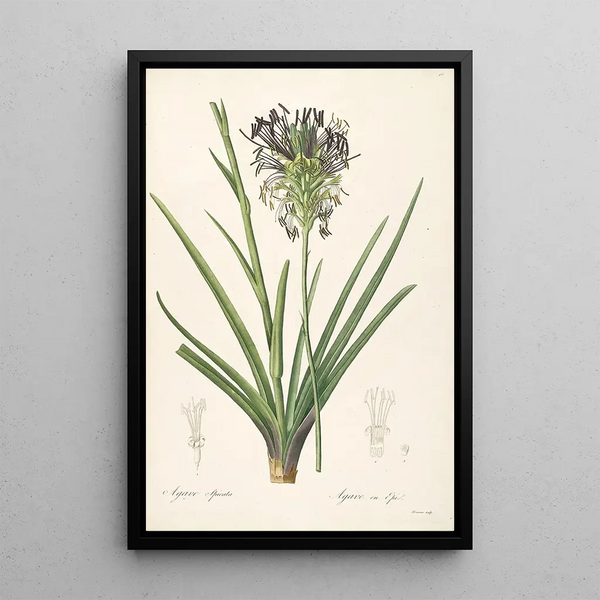 Les Liliacées Pl64 - Pierre Joseph Redouté — quadro incorniciato alla parete