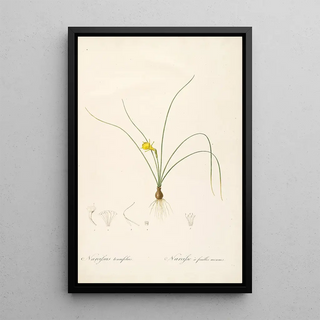 Pierre Joseph Redout - Les liliacees Pl65.webp