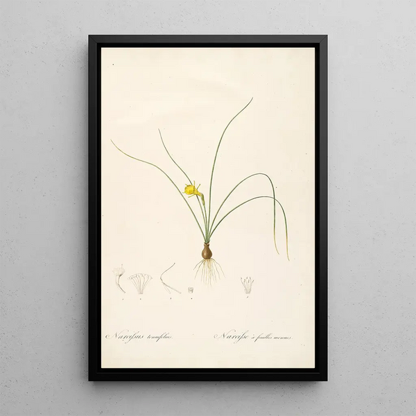 Les Liliacées Pl65 - Pierre Joseph Redouté — quadro incorniciato alla parete