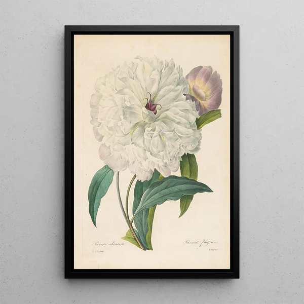 Pivoine flamboyante - Pierre Joseph Redouté — quadro incorniciato alla parete