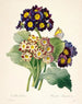 Oreille di primula Primule - Pierre Joseph Redouté — vista dell’opera