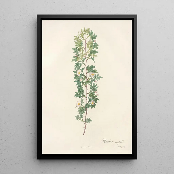 Rosa Aciphylla - Pierre Joseph Redouté — quadro incorniciato alla parete