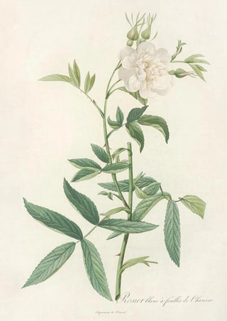 Pierre Joseph Redout - Rosa Alba Cimbaefolia.webp