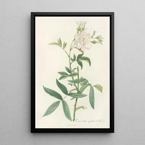 Rosa Alba Cimbaefolia - Pierre Joseph Redouté — quadro incorniciato alla parete