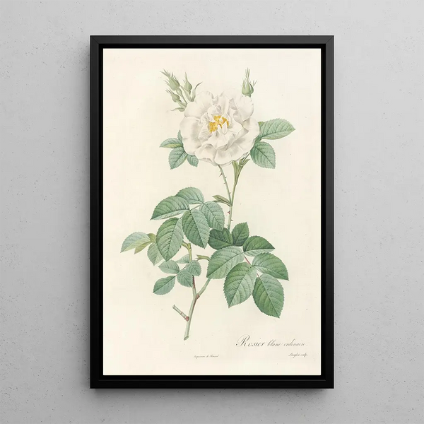 Rosa Alba Flore Pleno - Pierre Joseph Redouté — quadro incorniciato alla parete