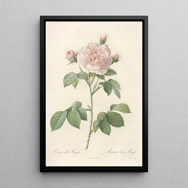 Rosa Alba Regalis - Pierre Joseph Redouté — quadro incorniciato alla parete