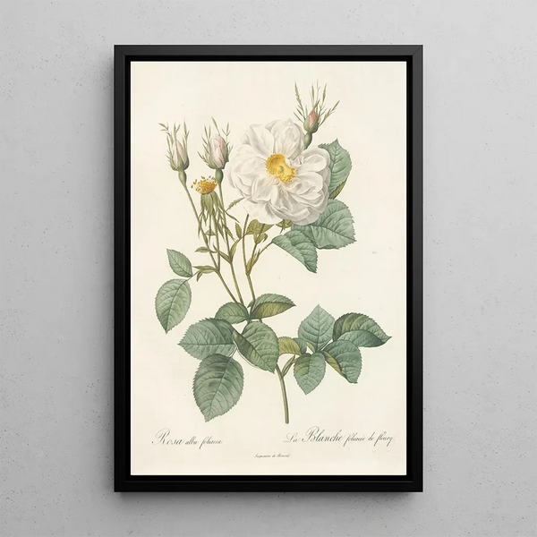 Rosa Alba foliacea - Pierre Joseph Redouté — quadro incorniciato alla parete