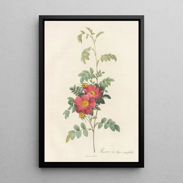 Rosa Alpina Debilis - Pierre Joseph Redouté — quadro incorniciato alla parete