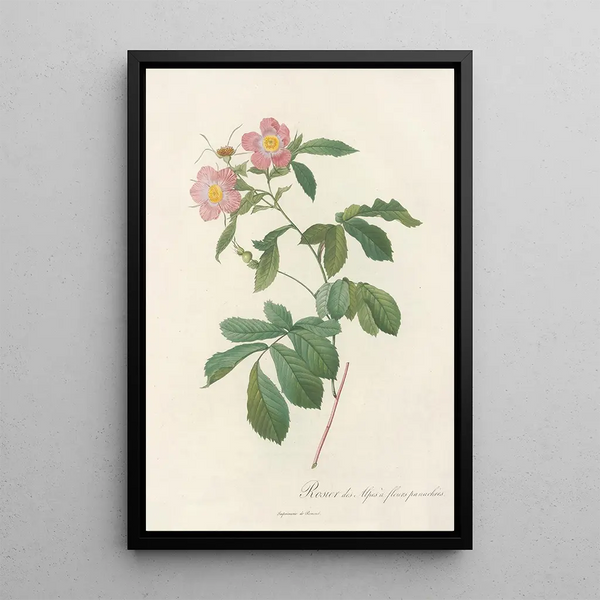 Rosa Alpina Flore Variegato - Pierre Joseph Redouté — quadro incorniciato alla parete