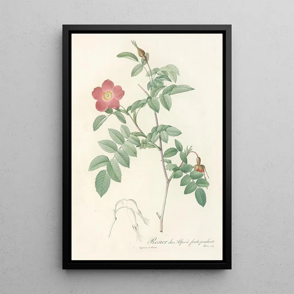 Rosa Alpina Pendulina - Pierre Joseph Redouté — quadro incorniciato alla parete