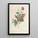 Rosa Alpina Vulgaris - Pierre Joseph Redouté — quadro incorniciato alla parete