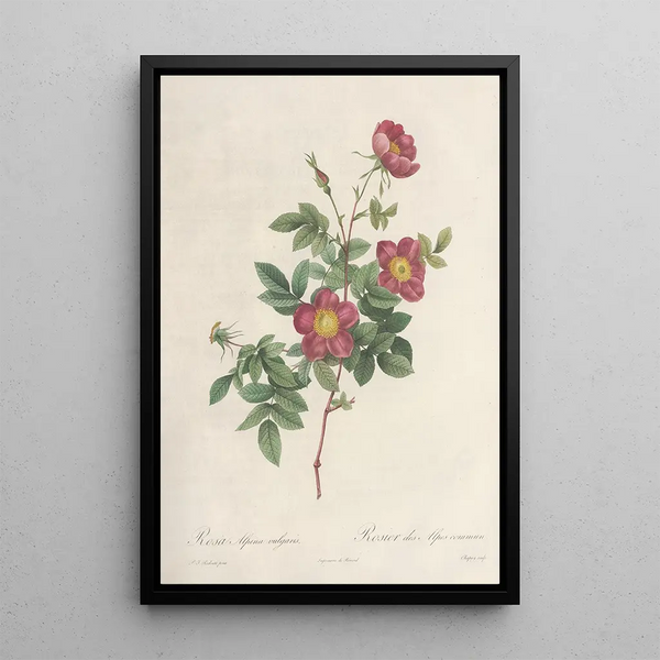 Rosa Alpina Vulgaris - Pierre Joseph Redouté — quadro incorniciato alla parete