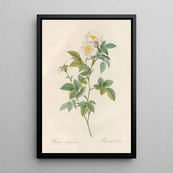 Rosa Andegavensis - Pierre Joseph Redouté — quadro incorniciato alla parete