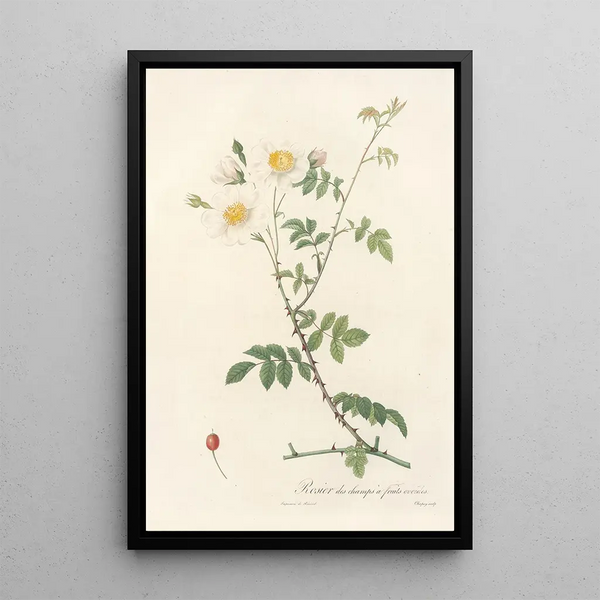 Rosa Arvensis Ovata - Pierre Joseph Redouté — quadro incorniciato alla parete