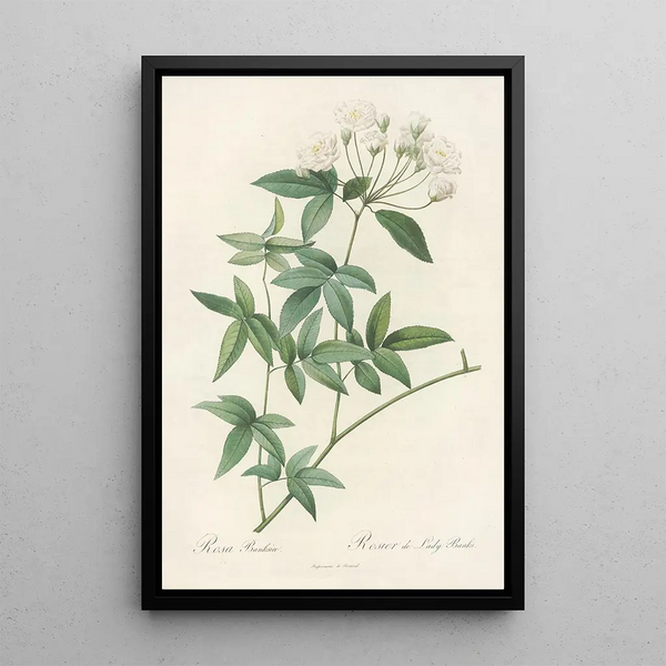 Rosa Banksiae - Pierre Joseph Redouté — quadro incorniciato alla parete