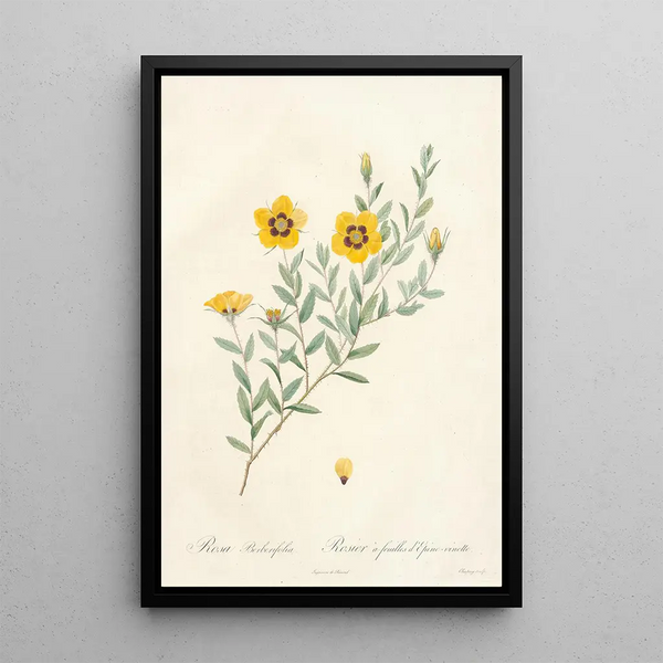 Rosa Berberifolia - Pierre Joseph Redouté — quadro incorniciato alla parete