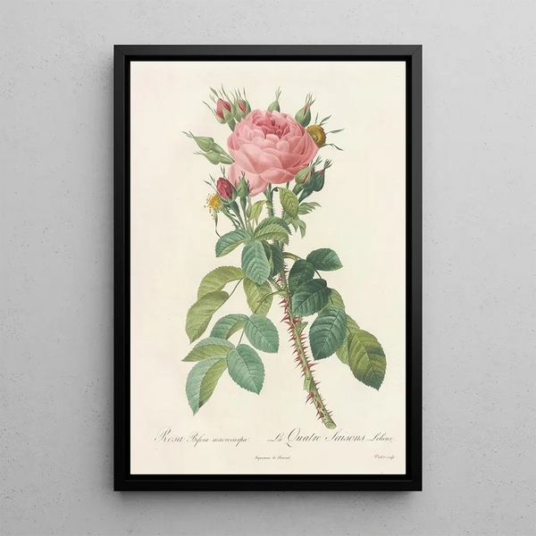 Rosa Bifera Macrocarpa - Pierre Joseph Redouté — quadro incorniciato alla parete